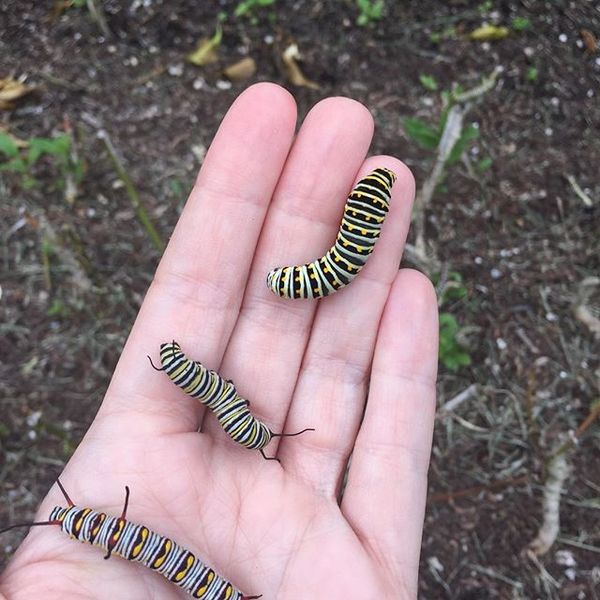 Image Swallowtail Caterpillar, Monarch Caterpillar & Queen Caterpillar