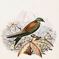 Tachycineta euchrysea 1894