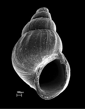 Tarebia granifera shell 2