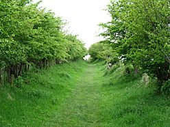 The Hadrian's Wall Path follows a 'green lane' - geograph.org.uk - 3502888.jpg