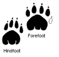 Thylacine-footprint