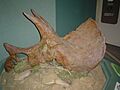 Triceratops skull at RSM (4677017911)