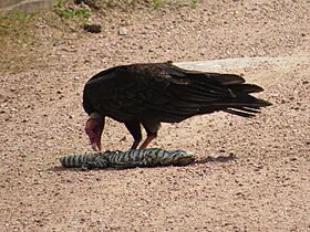 Tropical Turkey Vulture, Treinta y Tres Department, Uruguay imported from iNaturalist photo 174431143
