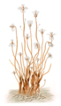 Tubularia indivisa colony (from Allman, 1872)