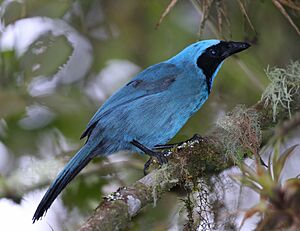 Turquoise jay