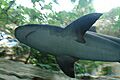 Underside of a shark, Dallas World Aquarium