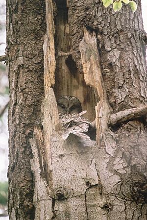 Uralka nest2