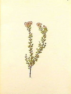 Verticordia brownii (Forster)