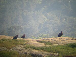 Vultures in Dadia Forest