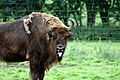 What colour is a European Bison's tongue? (955617578)