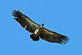 White-backed vulture (Gyps africanus) juvenile in flight