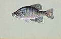 White crappie pomoxis annularis
