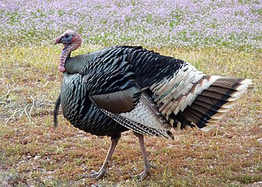 Wild Turkey (6384983627)