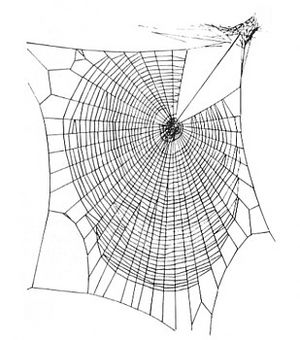 Zygiella web