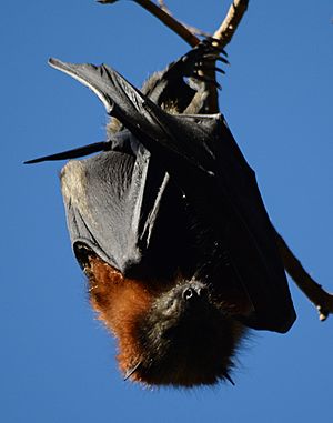 (1)Bat Colony 050