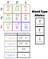 ABO Blood Group Phenotypes