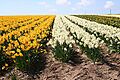 A Bulb Field - geograph.org.uk - 159711