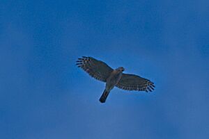 African Goshawk fl 114ND500 DSC3226-2