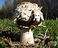 Agaricus texensis 65797