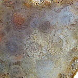 Agatized lithostrotionella coral07