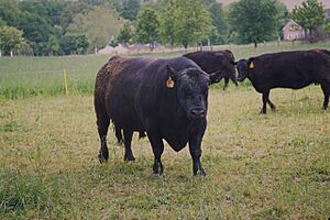 Angus cattle 7
