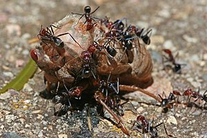 Ants eating cicada, jjron 22.11.2009