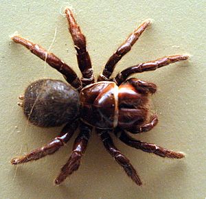 AustralianMuseum spider specimen 43.JPG