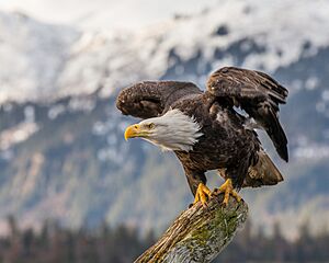 Bald eagle about to fly in Alaska (2016).jpg