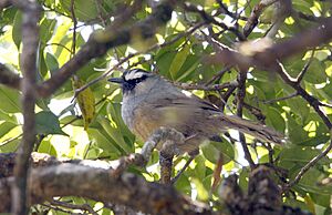 Banasura Chilappan, Montecincla jerdoni