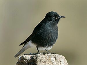 Black Wheatear - Merzouga Marocco 07 3429 (19400616192).jpg
