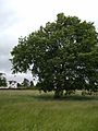 Boscobel - tercentenary oak