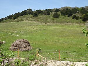 Boxley Warren 1