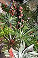 Bromeliaceae mixed collection
