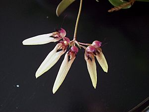 Bulbophyllum longiflorum.jpg