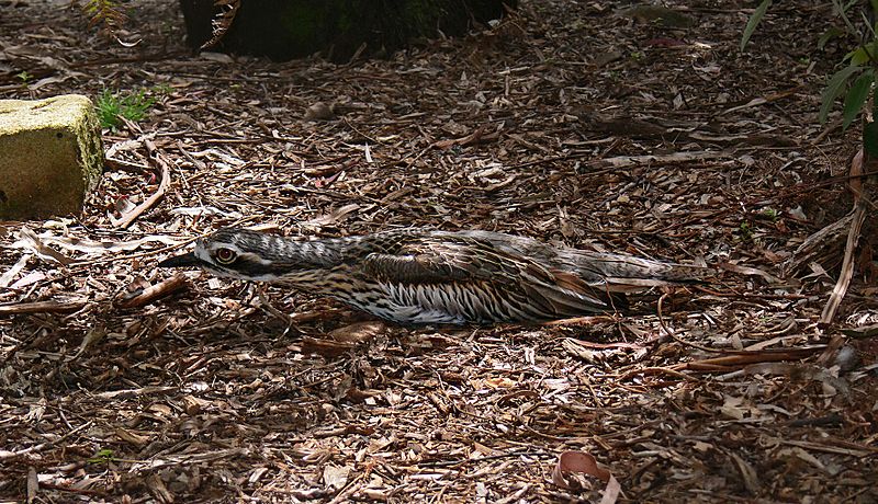 Bush stone curlew camoflauge pose