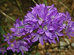 Campanulaceae - Campanula glomerata