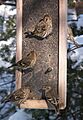 Carduelis pinus CT1
