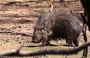 Catagonus wagneri en el Parque Nacional Teniente Enciso, Boquerón, Paraguay