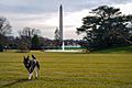 Champ and Major arrive at the White House 02