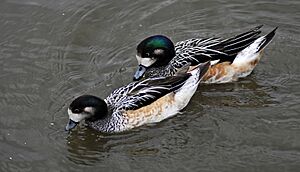 Chiloé wigeon Facts for Kids