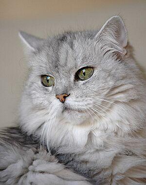 Chinchilla Persian cat with sea-green eyes