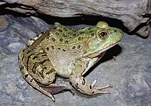 Chiricahua leopard frog 01