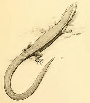 Cricosaura typica--E.N. Fischer.jpg