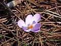 Crocus serotinus clusii flower