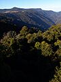 Dorrigo3
