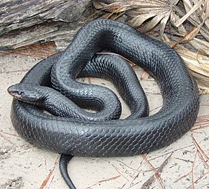 Eastern Indigo Snake.jpg