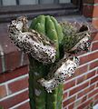 Echinopsis pachanoi ripe fruit