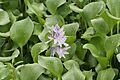 Eichhornia crassipes 7839