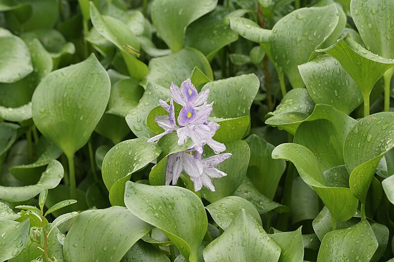 Eichhornia crassipes 7839