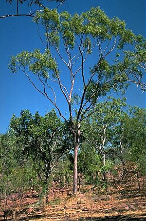 Eucalyptus kombolgiensis.jpg